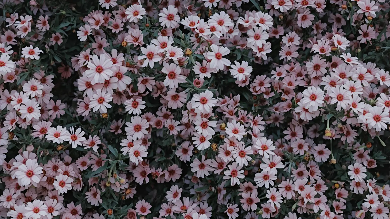 Flower Captions