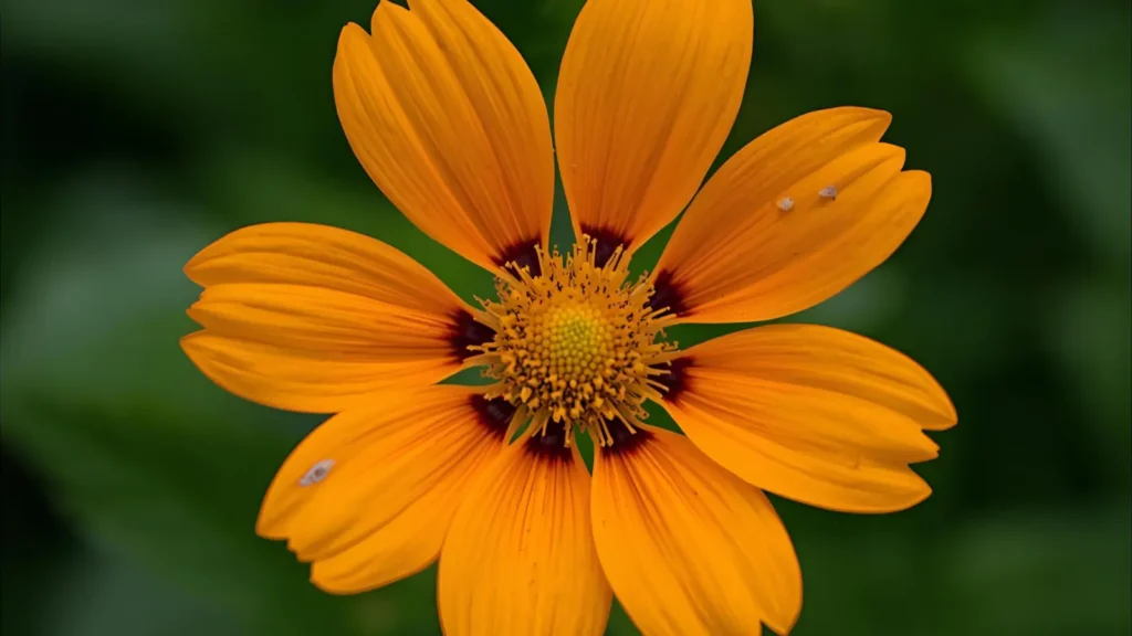 Flower Instagram Captions 