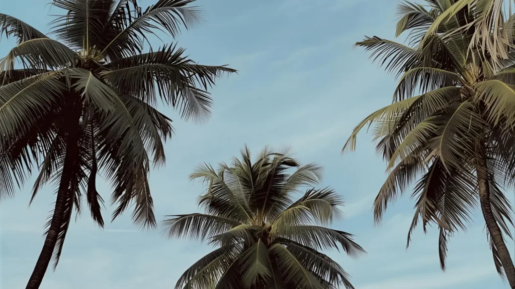 Miami Instagram Captions 