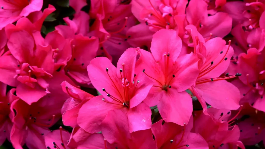 Pink Captions for Instagram