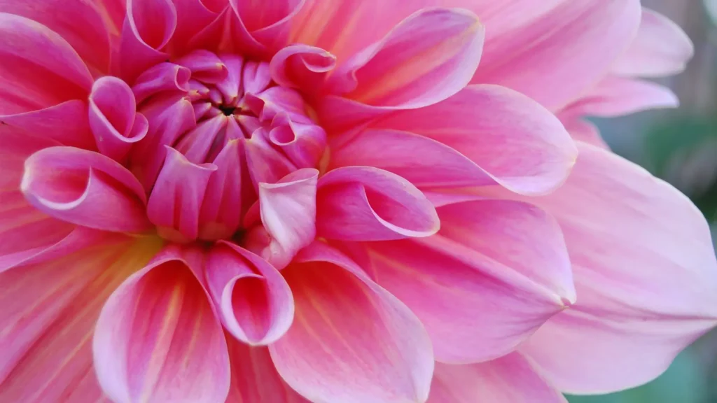 Pink Captions for Instagram