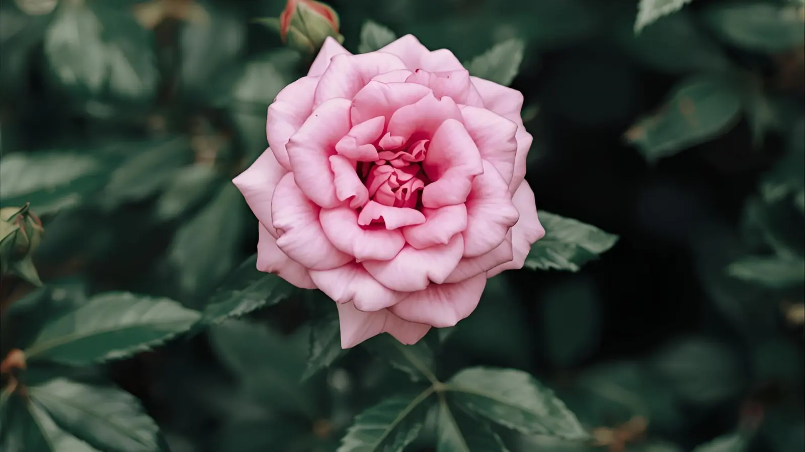 Pink Instagram Captions